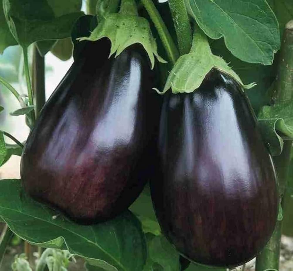 Brinjal-Eggplant F1 Long Black Him Mani Vegetable Seeds