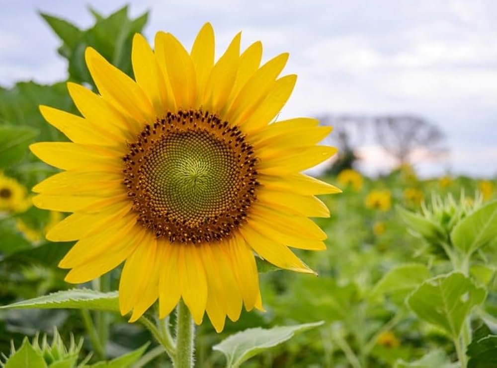 Sunflower Large Bloom Seeds