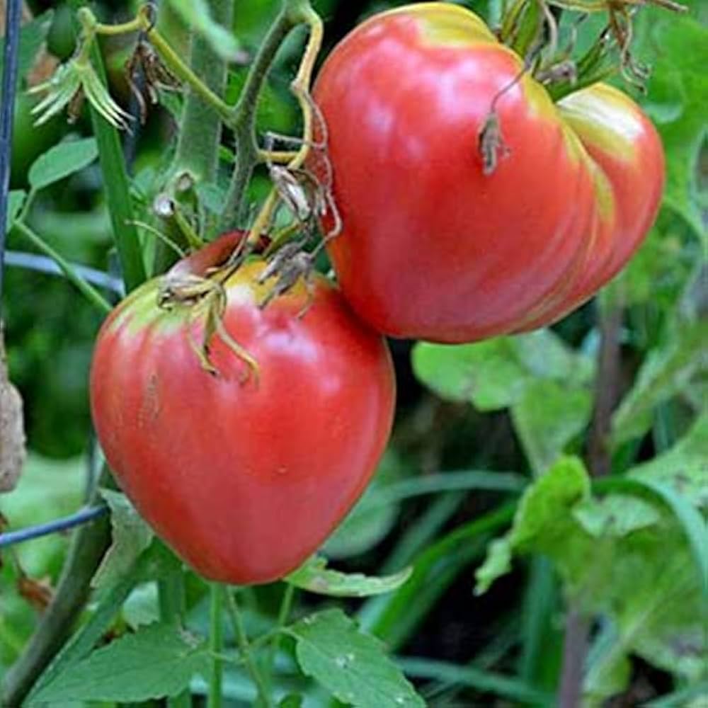 Tomato Heirloom Oxheart Vegetable Seeds