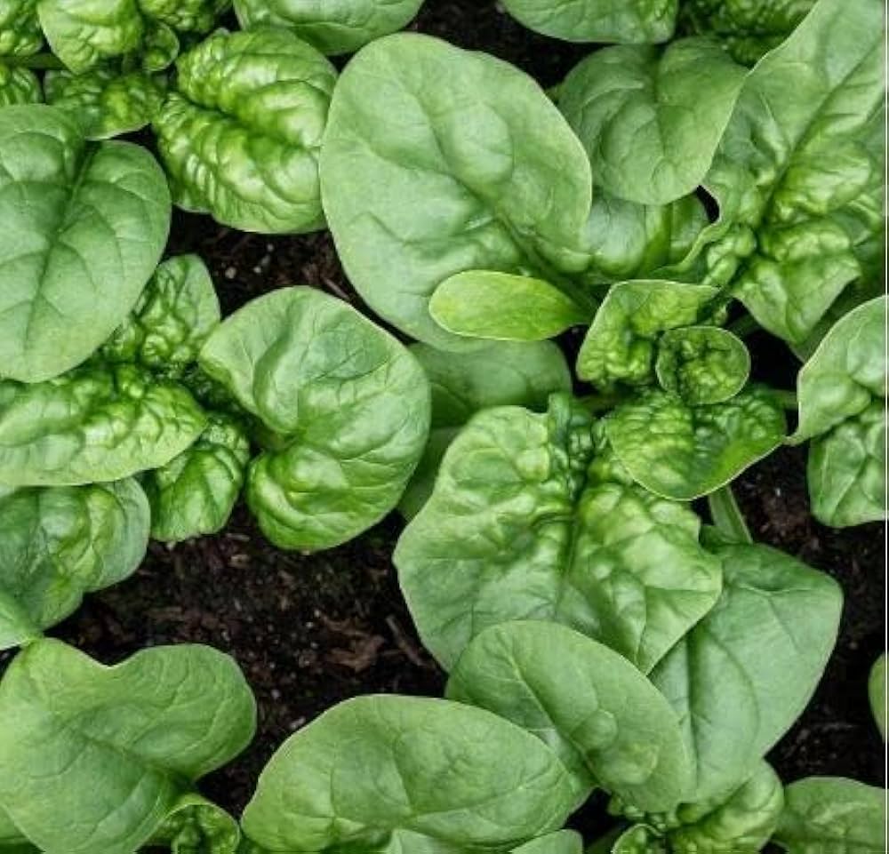 Spinach F1 HYB-All Green Vegetable Seeds