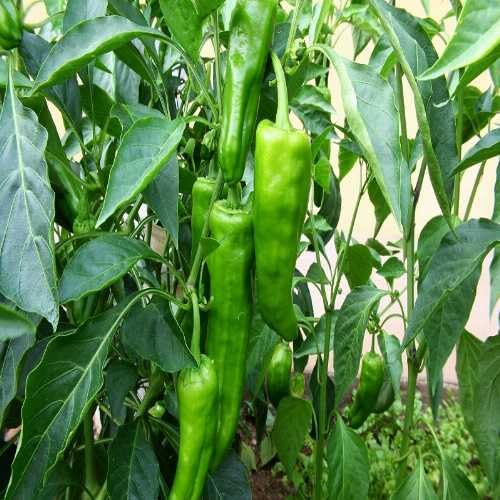 Chilli F1 Corno di Torro Vegetable Seeds