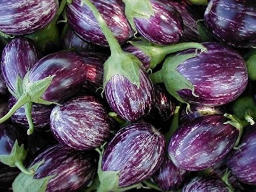 Brinjal Eggplant MK-10 Majrikatti Type Vegetable Seeds