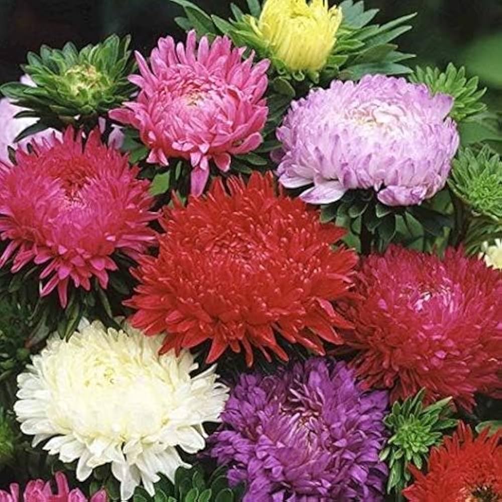 Aster Formula Mixed Seeds