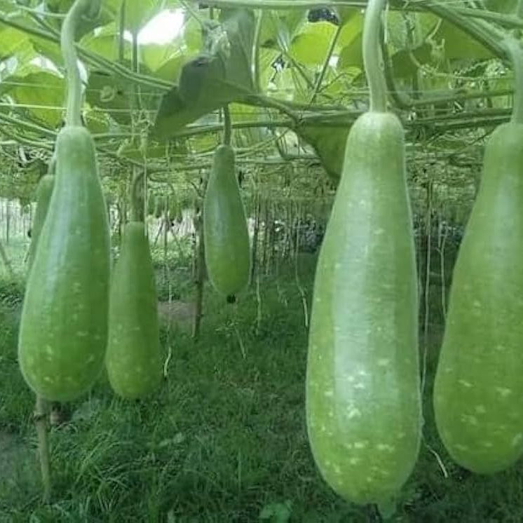 Bottlegourd Sel Dhari Type Long Avinash IV Vegetable Seeds