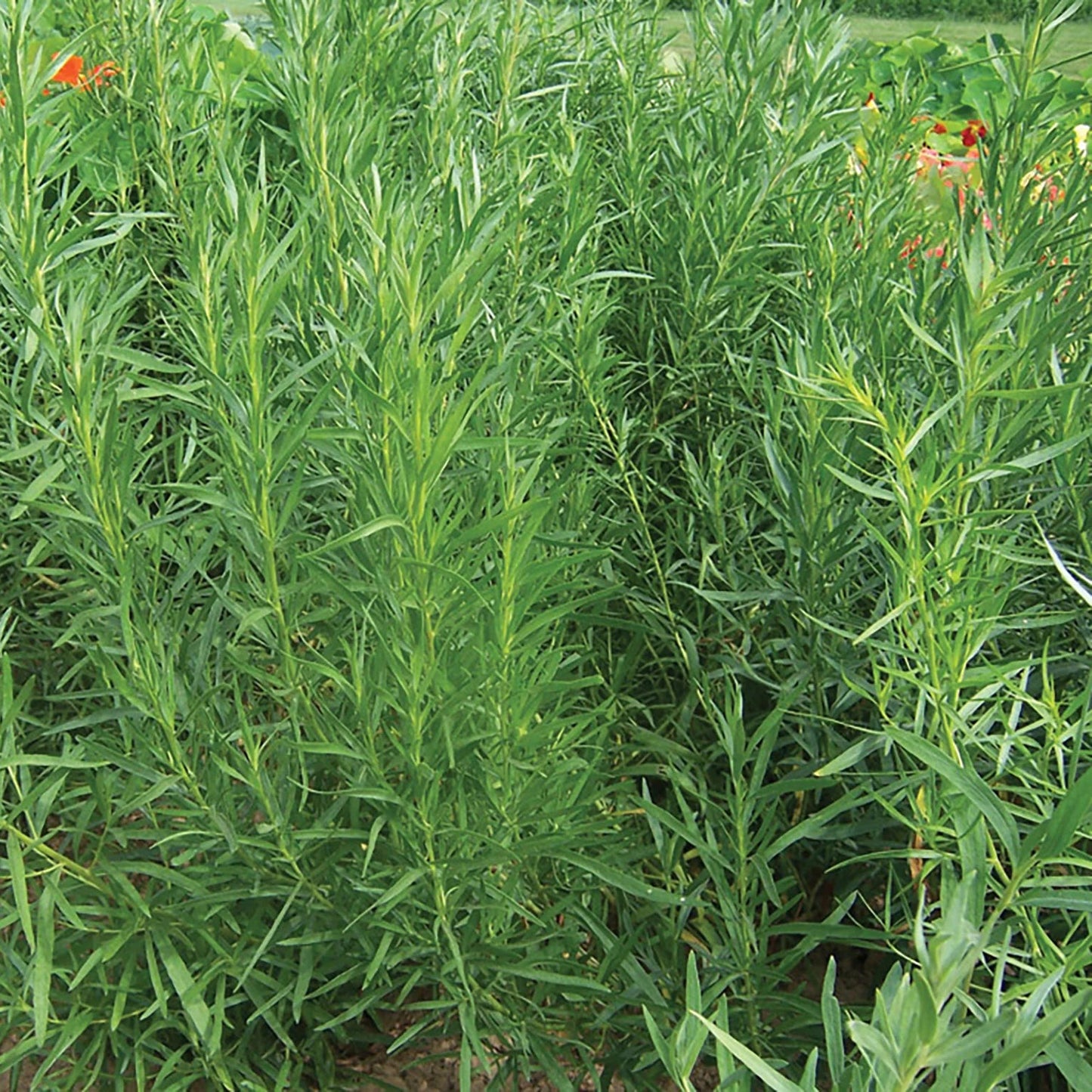 Tarragon Imported Herb Seeds