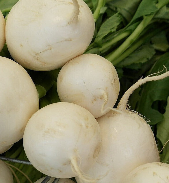 Organic White Round Radish Seeds