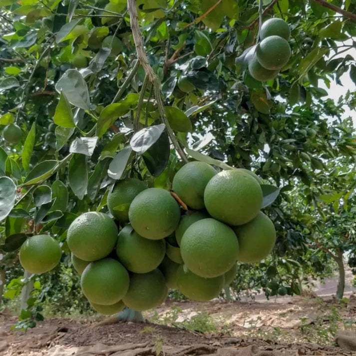 Sweet Lime Fruit Seeds