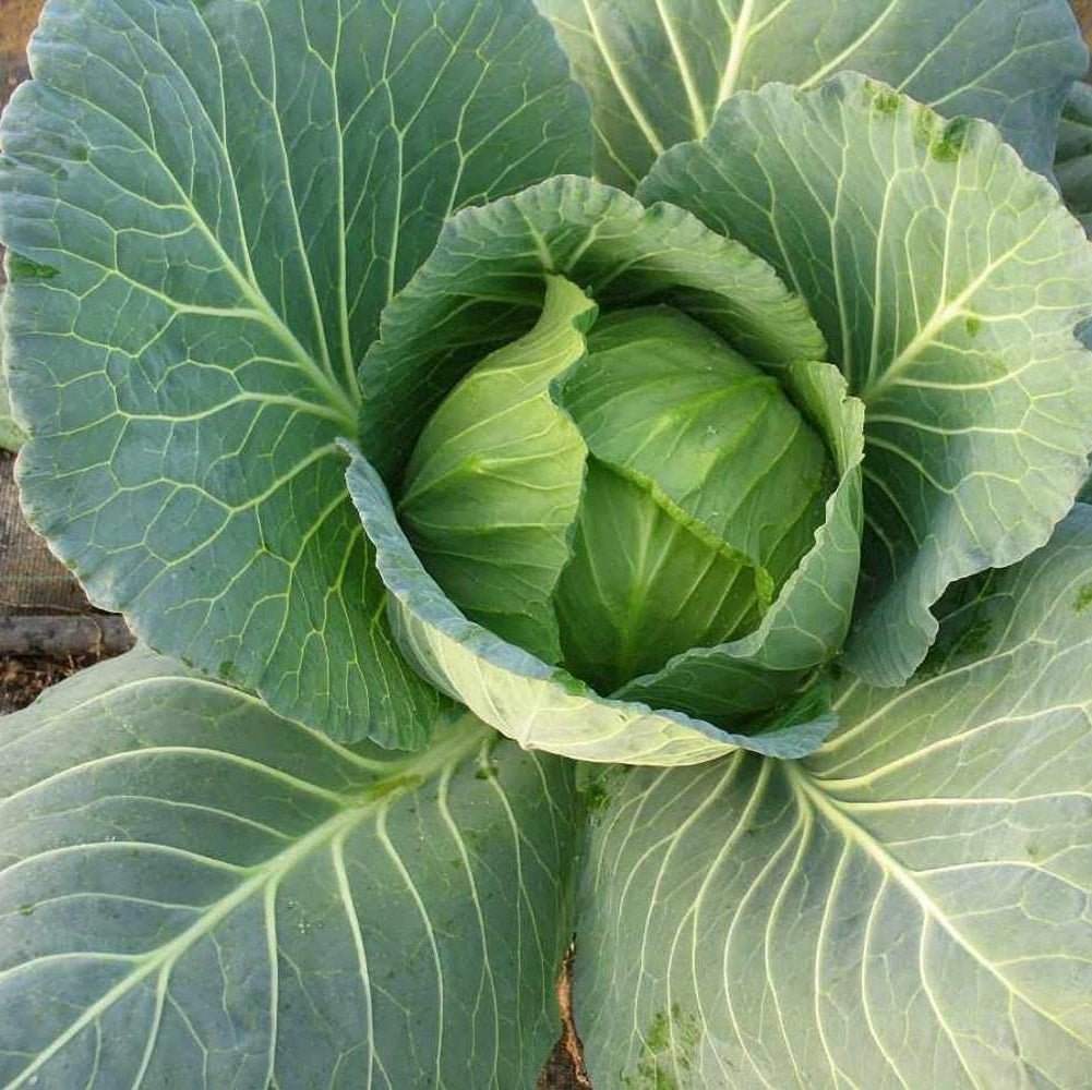 Cabbage Poi Vegetable Seeds