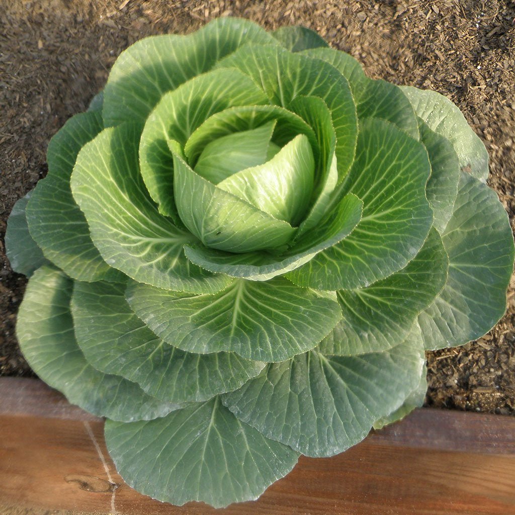 Cabbage Poi Vegetable Seeds