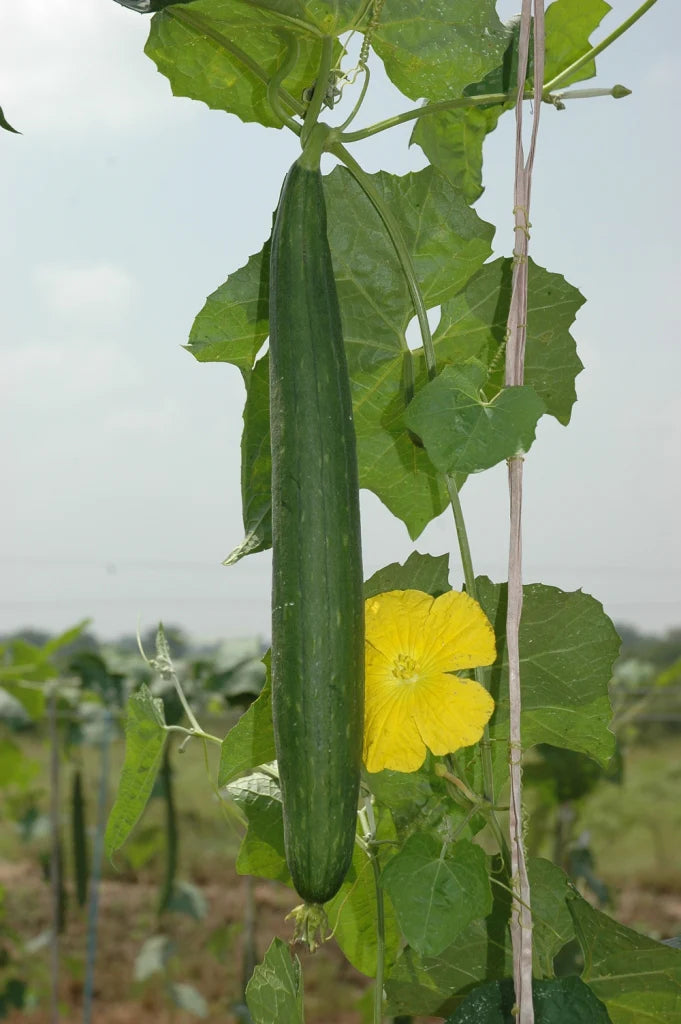 Sponge Gourd F1 Hybrid Chikni Tori Vegetable Seeds