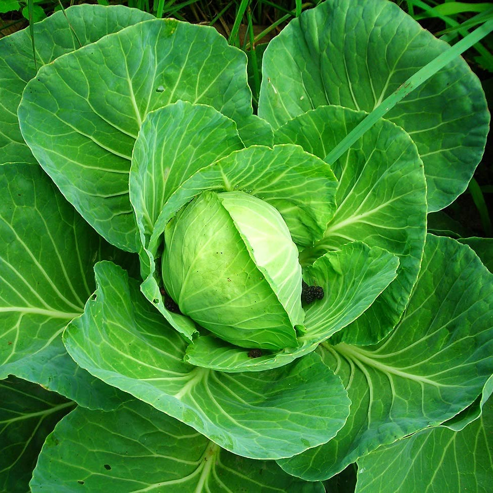 Cabbage Poi Vegetable Seeds