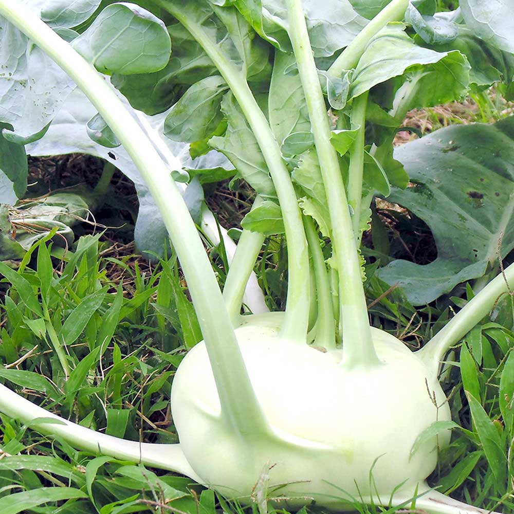Knol Khol White Vegetable Seeds