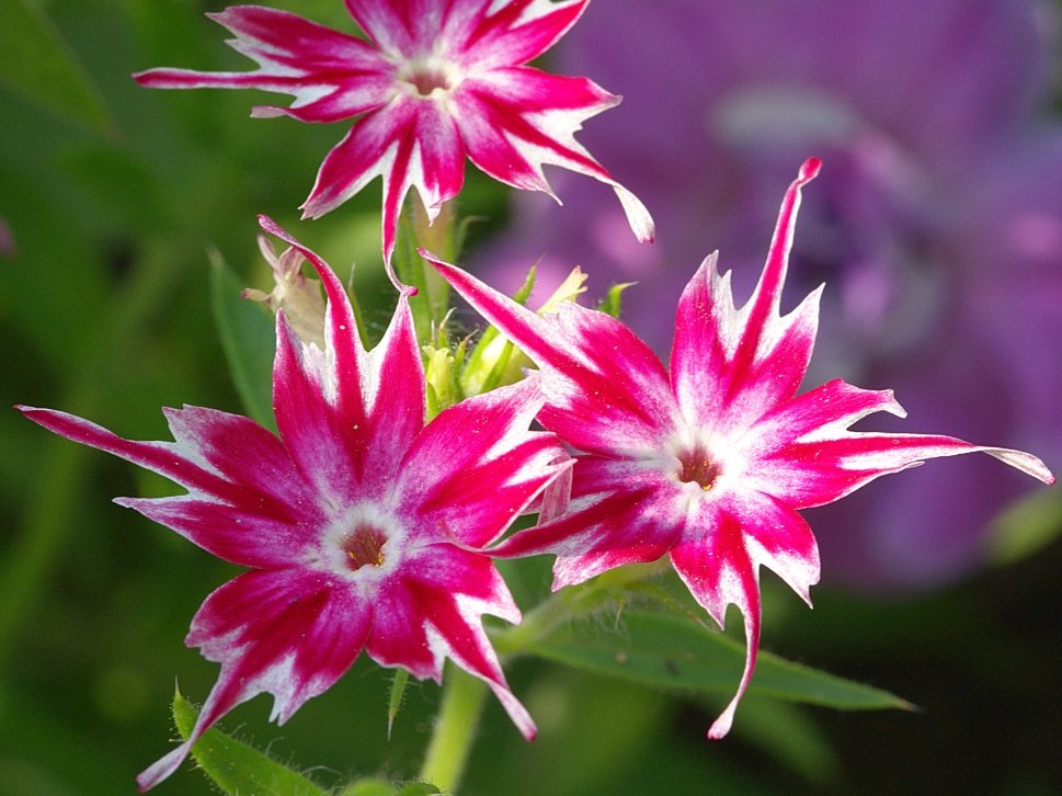 Phlox Twinkle Mixed Winter Flower Seeds