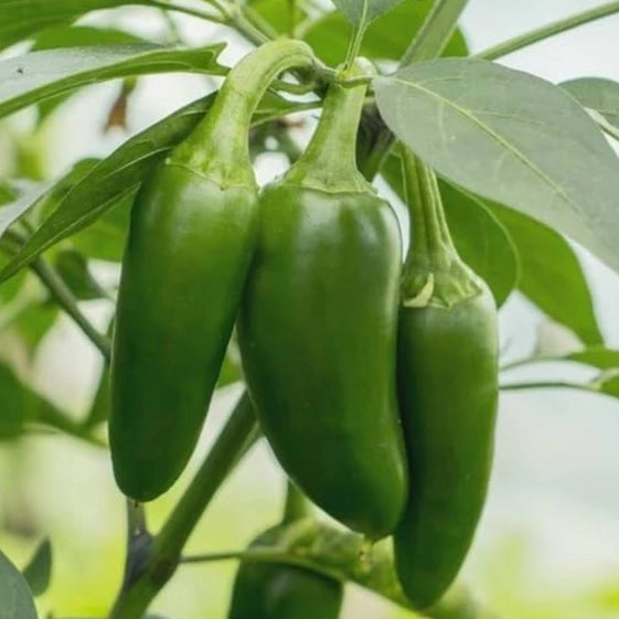 Jalapeno M Bullet Chilli Vegetable Seeds