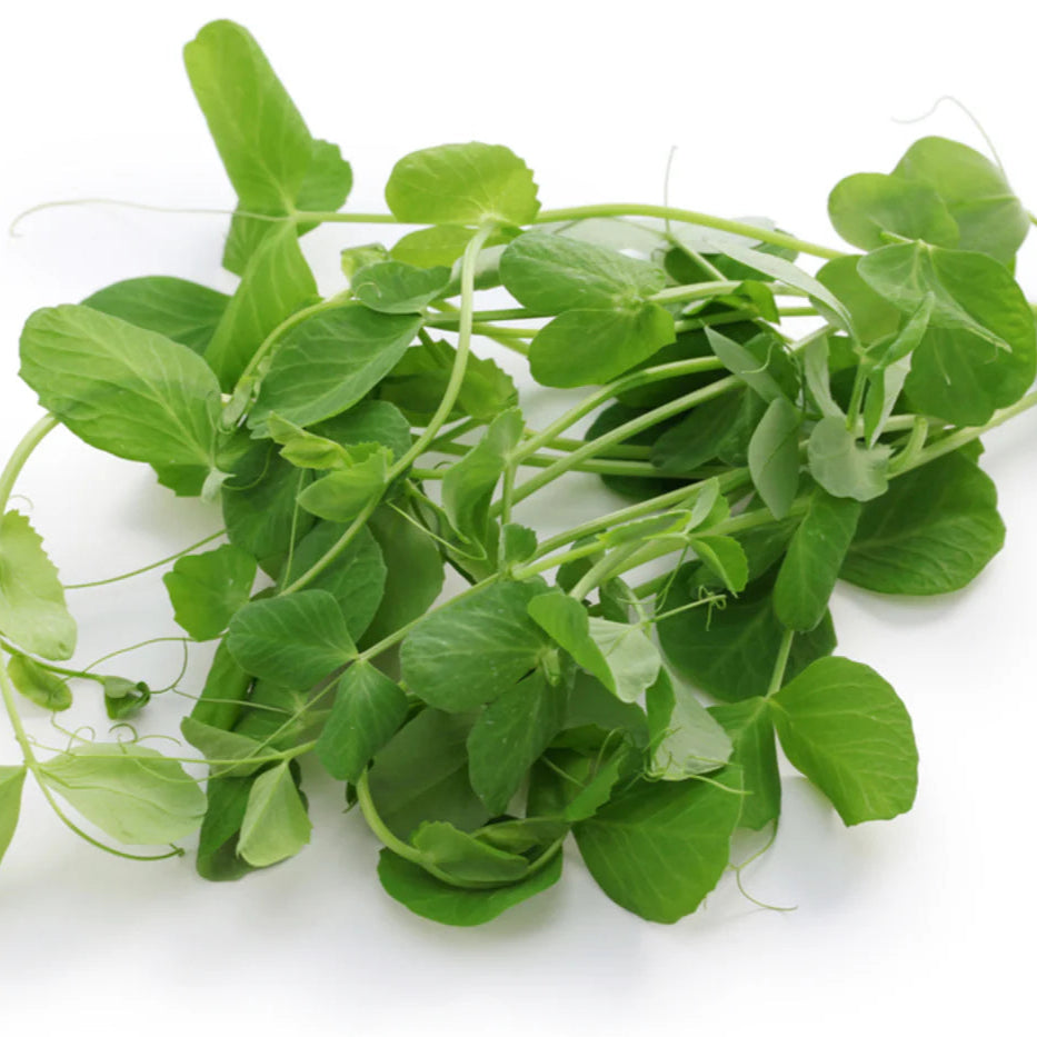 Snow Dwarf Green Shoots Leaf Microgreens Seeds
