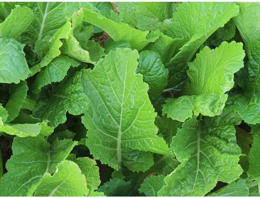Mustard Indian Sarso Leaf Vegetable Seeds
