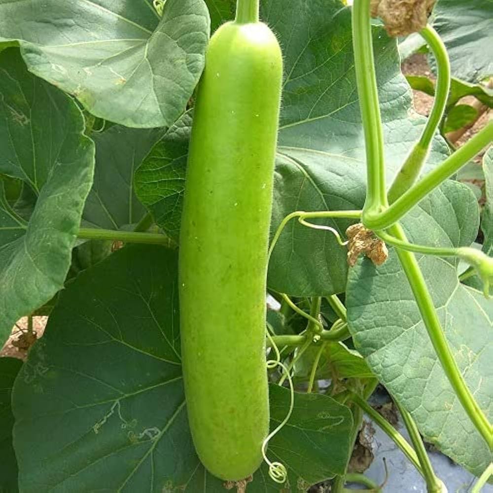 Extra Long Organic Bottle Gourd Vegetable Seeds