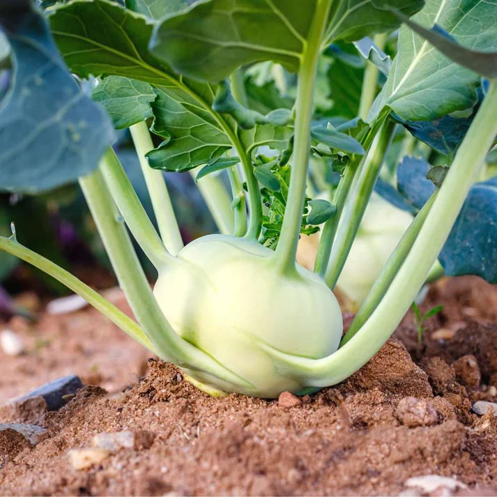 Knol Khol White Vegetable Seeds
