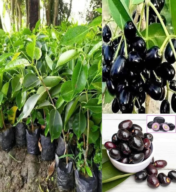Jamun Fruit Seeds