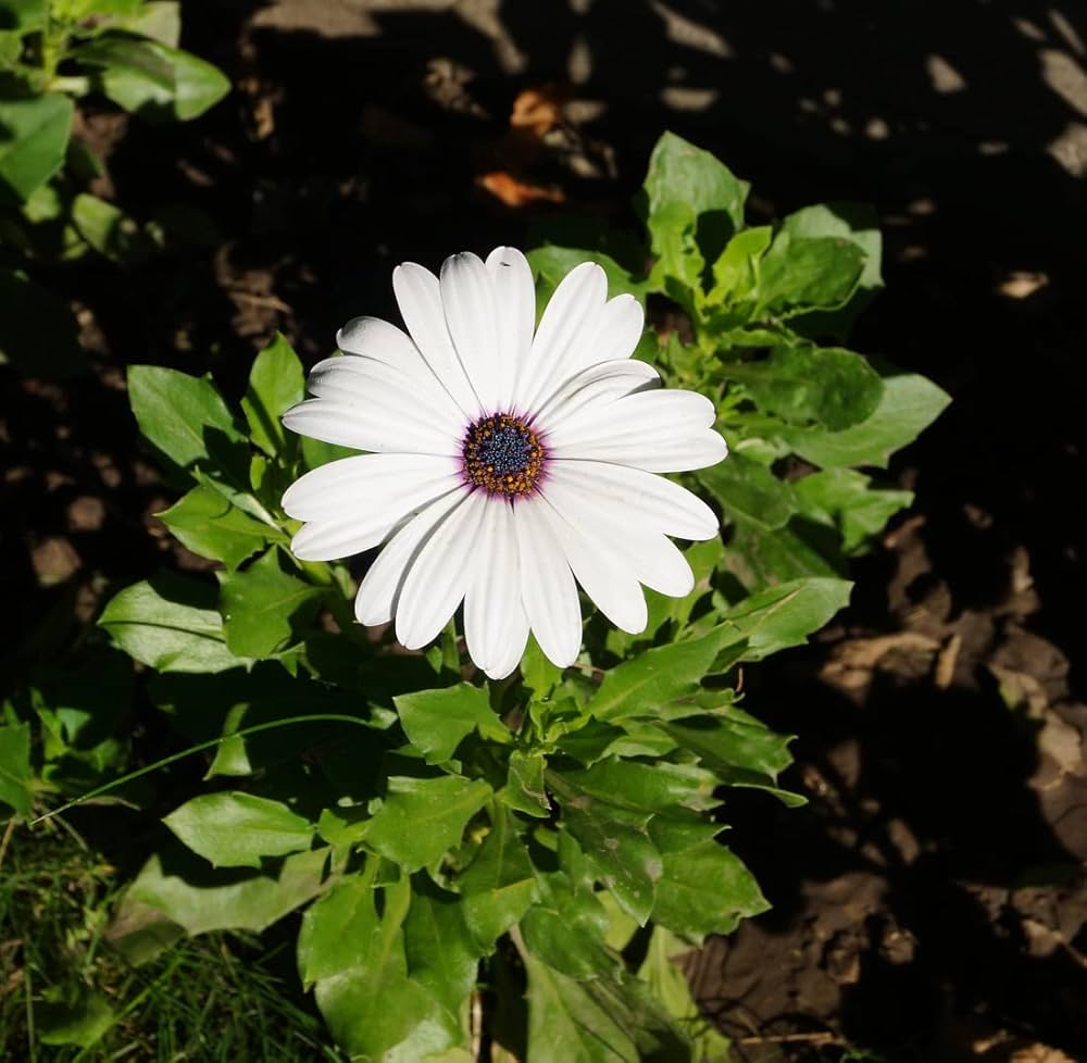 Dimorphotheca Flower Seeds – Vibrant & Easy-to-Grow Outdoor Blooms