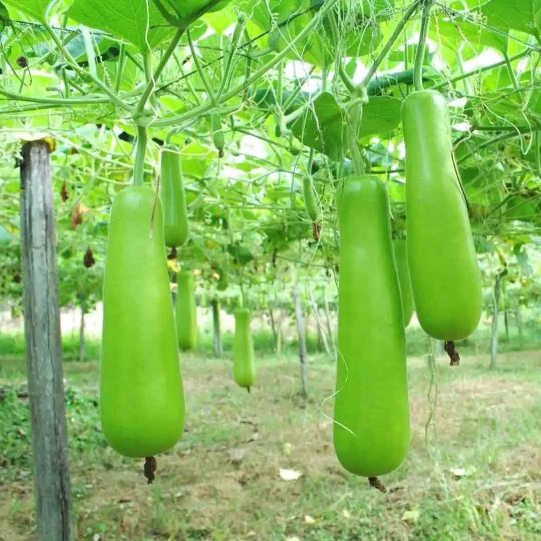 Extra Long Organic Bottle Gourd Vegetable Seeds