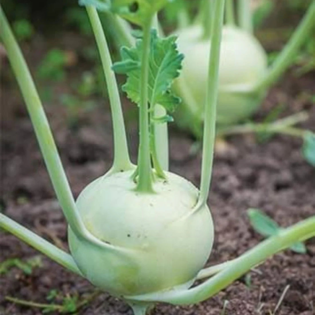 Knol Khol White Vegetable Seeds