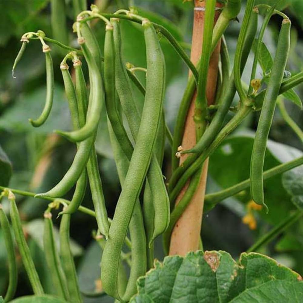 Pole Beans Selection Sanchi Vegetable Seeds