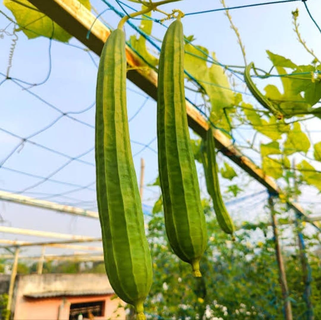 Ridge Gourd F1 Hybrid Dhari Tori Vegetable Seeds