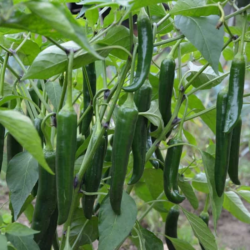 Chilli Vasudha F1 Vegetable Seeds