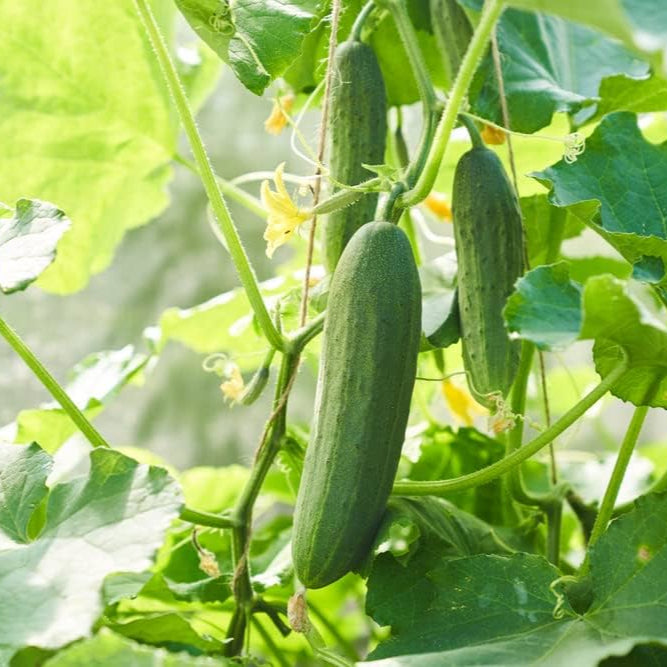 Cucumber F1 Hybrid Sultan Vegetable Seeds