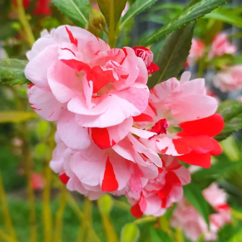 Balsam 'Rosemine' Summer Flower Seeds