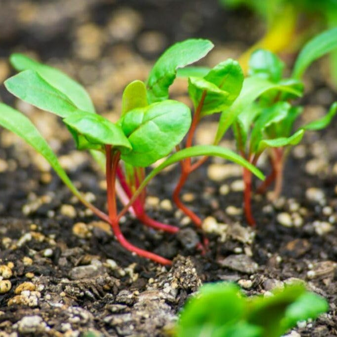 Collard-Swiss Chard Red Microgreens Seeds