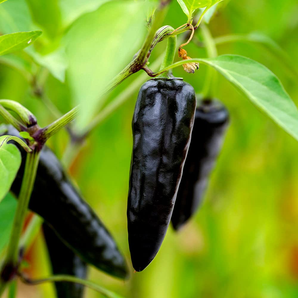Chilli Deep Kali Vegetable Seeds