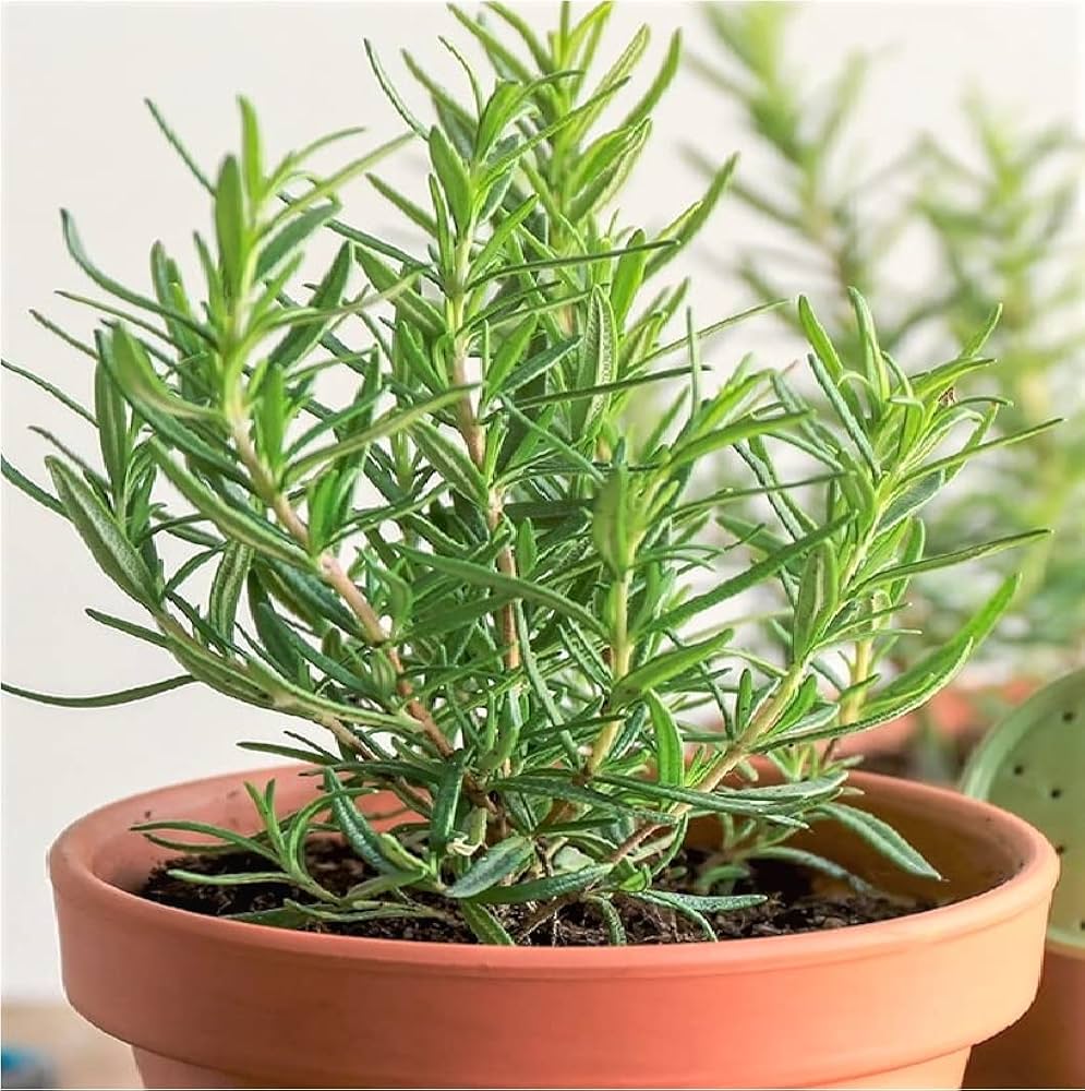 Rosemary Imported Herb Seeds