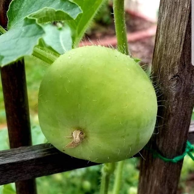 Tinda Orchard Green Vegetable Seeds