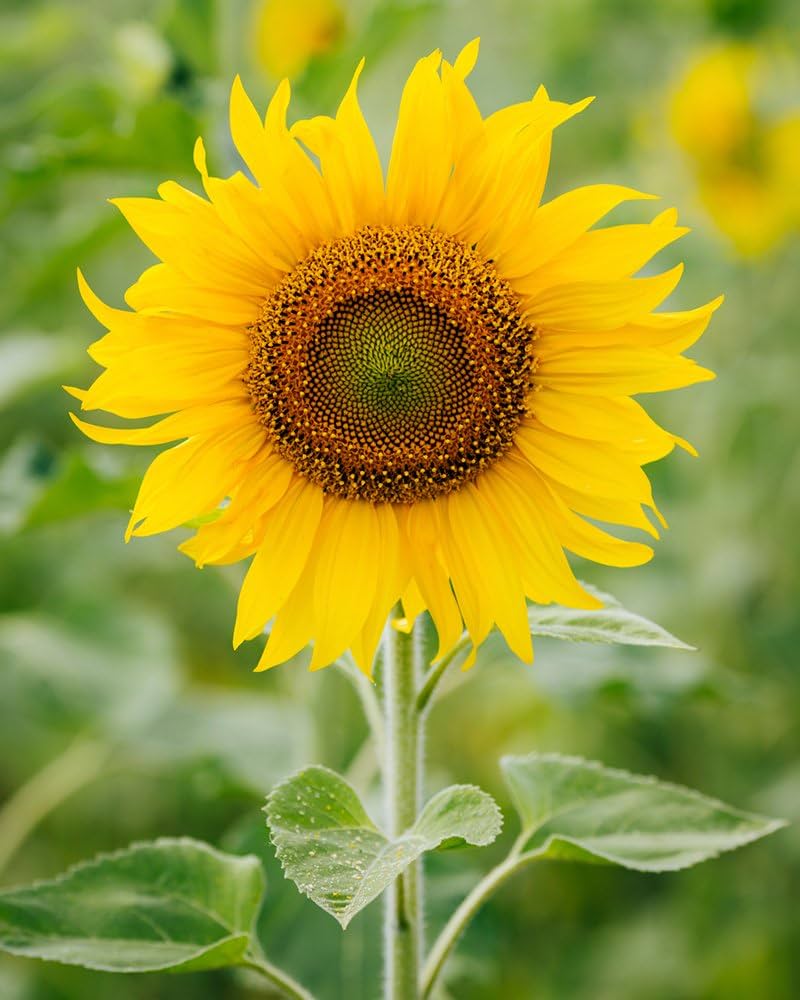 Sunflower Large Bloom Seeds