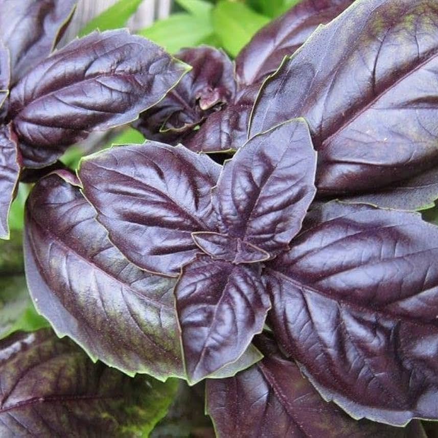 Purple Basil Herb Seeds