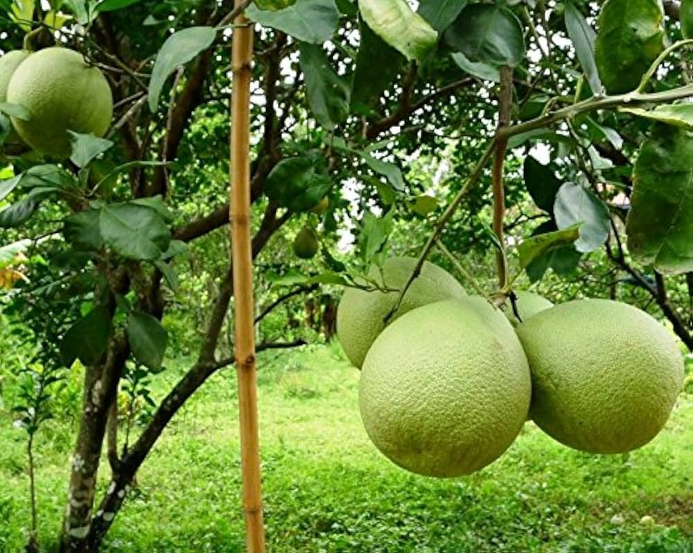Fresh Organic Pomelo Seeds