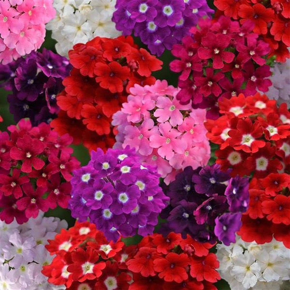 Verbena Mixed Color Flower Seeds