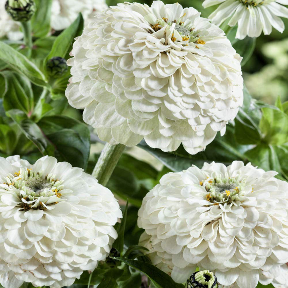 Zinnia White Tall Flower Seeds