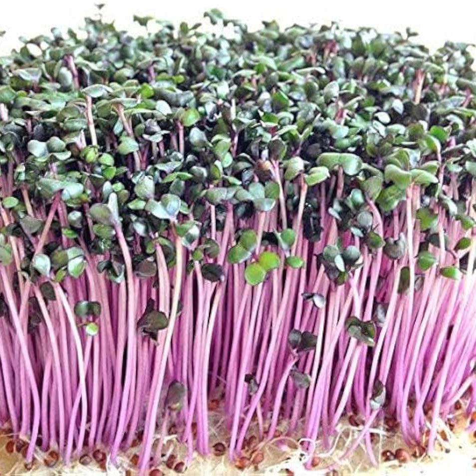 Purple Brassica Collard-Kale Microgreens Seeds