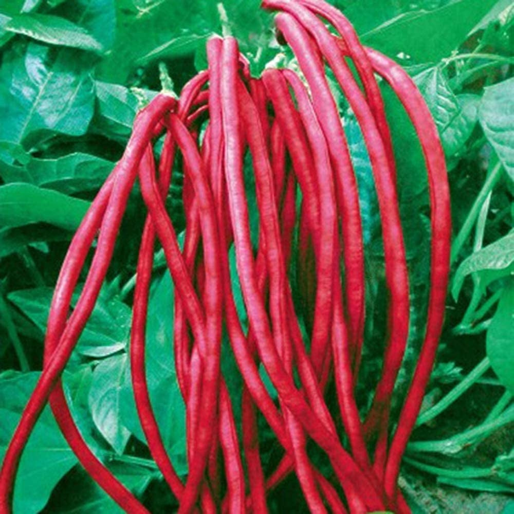 Lobia Scarlet Long-Red Cowpea Vegetable Seeds