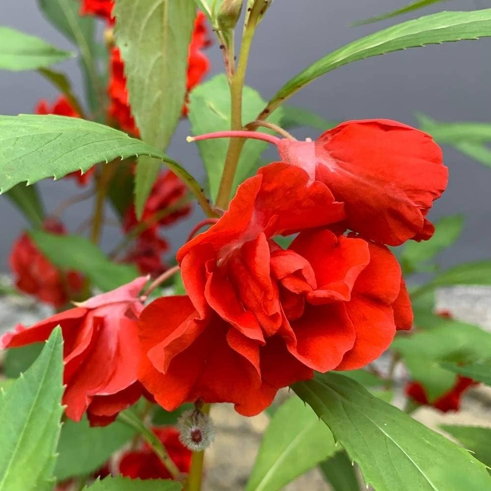 Balsam Red Flower Seeds