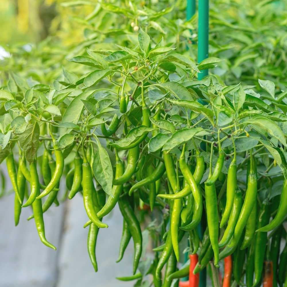 Chilli Surajmukhi Vegetable Seeds