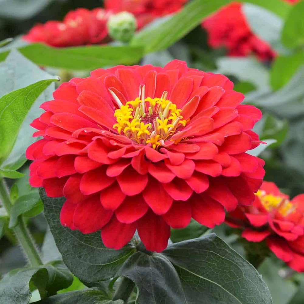 Zinnia F1 Elegans Red Summer Flower Seeds