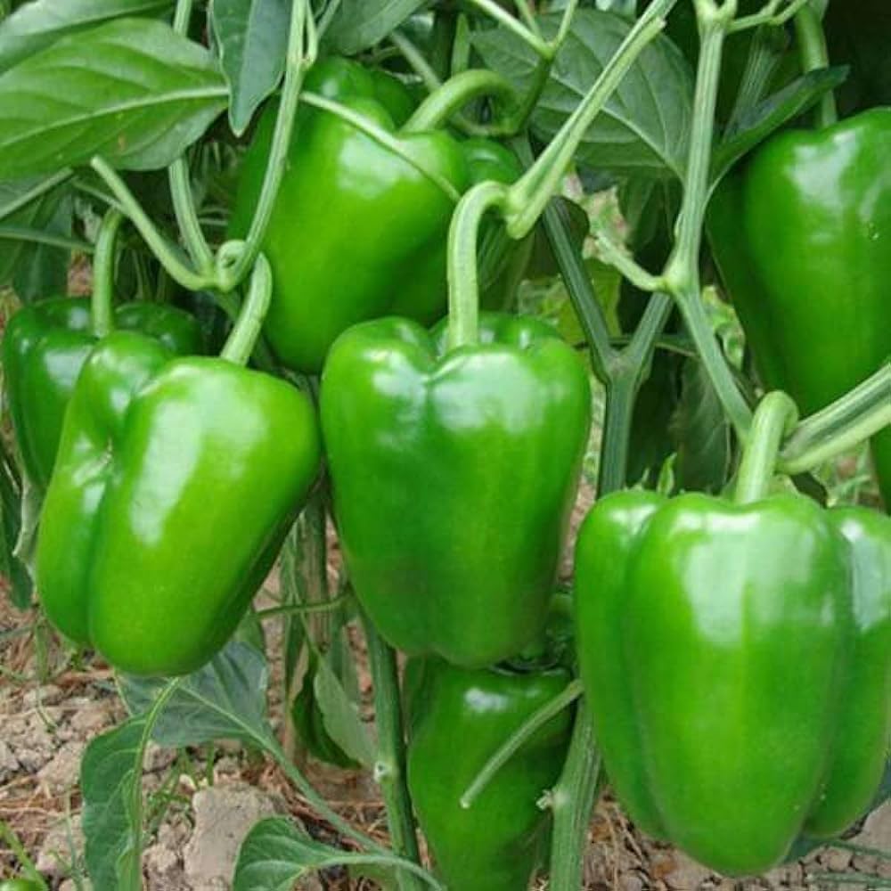 Capsicum F1 Hybrid Andhra 115 Vegetable Seeds