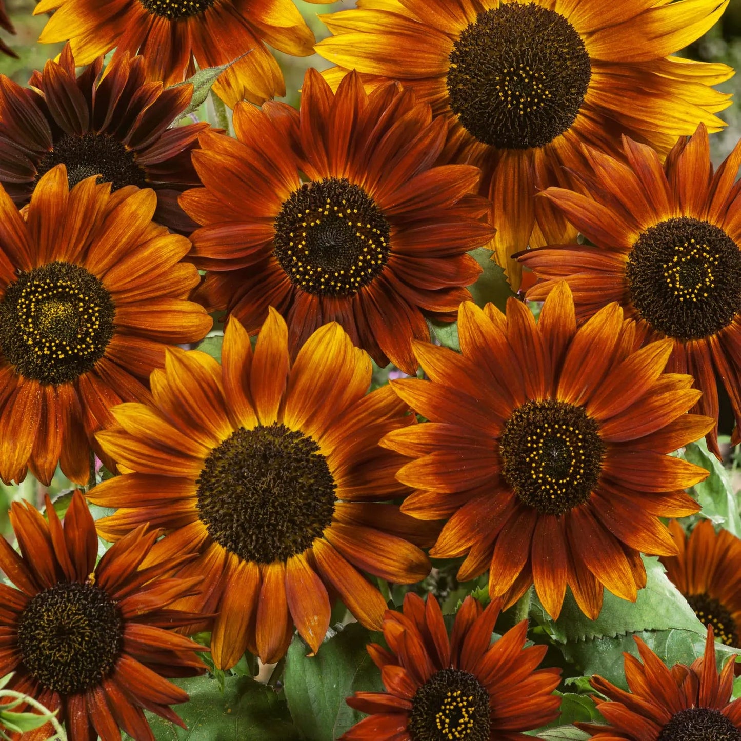 Sunflower Earthwalker Summer Flower Seeds
