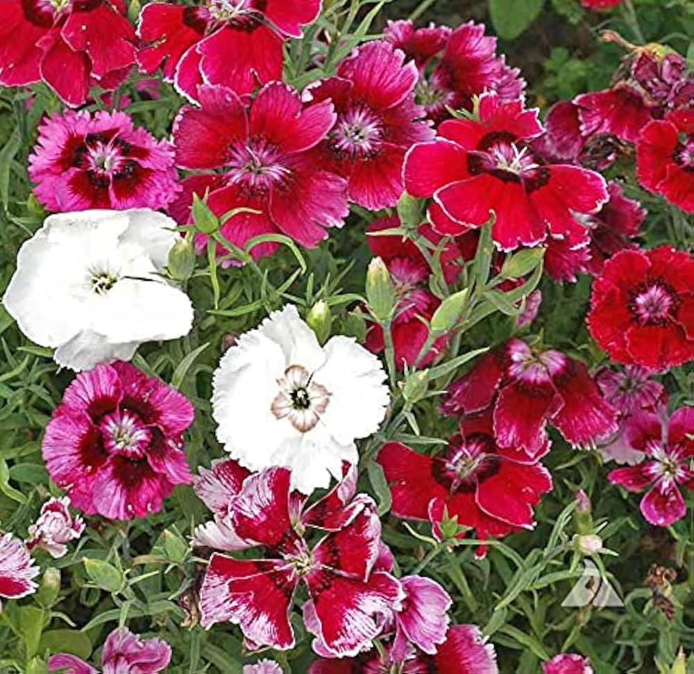 Dianthus Baby Doll Mixed Winter Flower Seeds