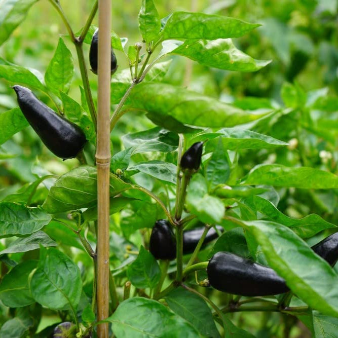 Chilli Deep Kali Vegetable Seeds