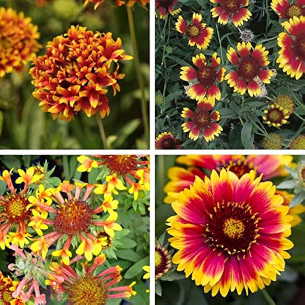 Gaillardia F1 Mixed Summer Flower Seeds